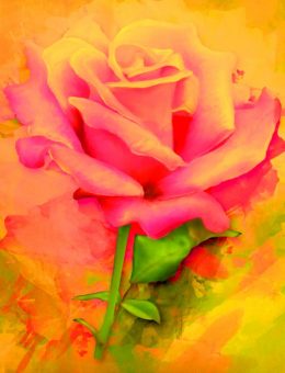 Rose painting